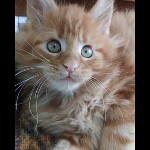 Maine coon kitten Goodwin video 2