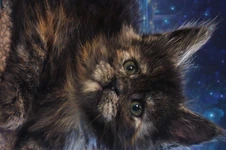 Maine Coon kitten Greiss StarPaws, color fs, litter G, 01.03.2020