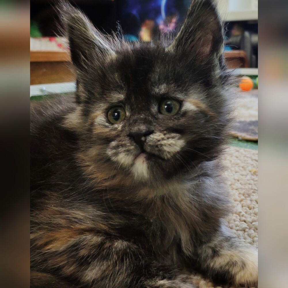Maine Coon kitten Greiss StarPaws, color fs, litter G, 01.03.2020