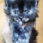 Maine Coon kitten Greiss StarPaws, color fs, litter G, 01.03.2020