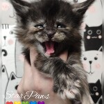 Maine Coon kitten Greiss StarPaws, color fs, litter G, 01.03.2020