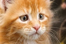 Maine Coon kitten Gypsy StarPaws, color d 22, litter G, 01.03.2020