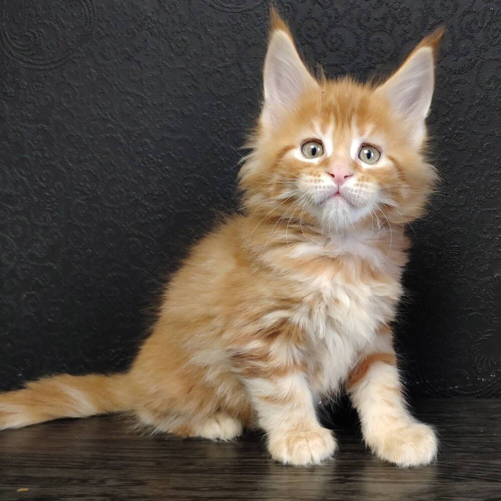 Maine Coon kitten Gypsy StarPaws, color d 22, litter G, 01.03.2020