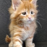 Maine Coon kitten Gypsy StarPaws, color d 22, litter G, 01.03.2020