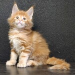 Maine Coon kitten Gypsy StarPaws, color d 22, litter G, 01.03.2020