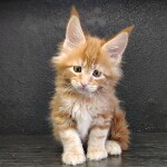 Maine Coon kitten Gypsy StarPaws, color d 22, litter G, 01.03.2020
