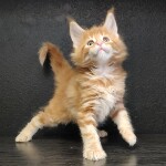 Maine Coon kitten Gypsy StarPaws, color d 22, litter G, 01.03.2020