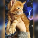 Maine Coon kittens StarPaws, litter G, 01.03.2020