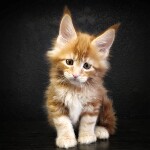 Maine Coon kittens StarPaws, litter G, 01.03.2020