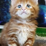 Maine Coon kittens StarPaws, litter G, 01.03.2020