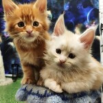 Maine Coon kittens StarPaws, litter G, 01.03.2020