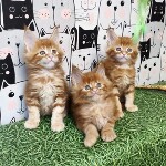 Maine Coon kittens StarPaws, litter G, 01.03.2020