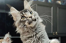 Maine Coon kitten Grand StarPaws, color ns 25, litter G1, 03.10.2023