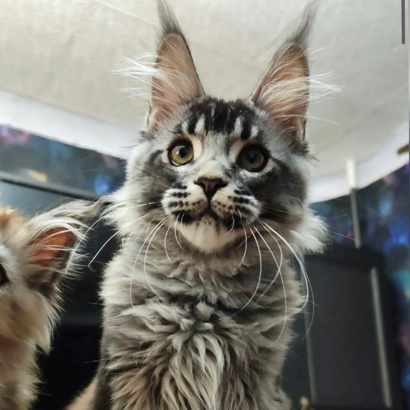 Maine Coon kitten Grand StarPaws, color ns 25, litter G1, 03.10.2023