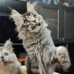 Maine Coon kitten Grand StarPaws, color ns 25, litter G1, 03.10.2023