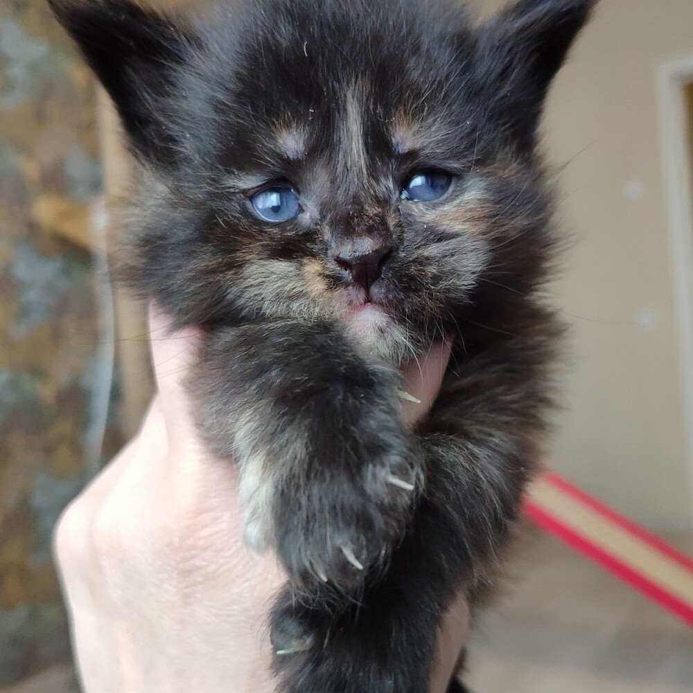 Maine Coon kitten Harmony StarPaws, color fs, litter H, 30.03.2020