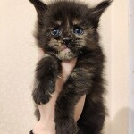 Maine Coon kitten Harmony StarPaws, color fs, litter H, 30.03.2020