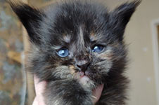 Maine Coon kitten Harmony StarPaws, color fs, litter H, 30.03.2020