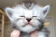 Maine Coon kitten Heather StarPaws, color fs, litter H, 30.03.2020