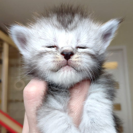 Maine Coon kitten Heather StarPaws, color fs, litter H, 30.03.2020