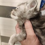 Maine Coon kitten Heather StarPaws, color fs, litter H, 30.03.2020