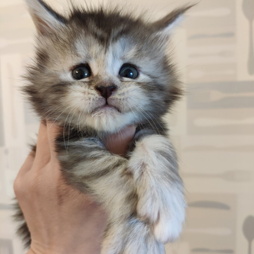 Maine Coon kitten Helen StarPaws, color fs, litter H, 30.03.2020