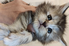 Maine Coon kitten Helen StarPaws, color fs, litter H, 30.03.2020