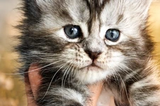 Maine Coon kitten Hester StarPaws, color fs 22, litter H, 30.03.2020