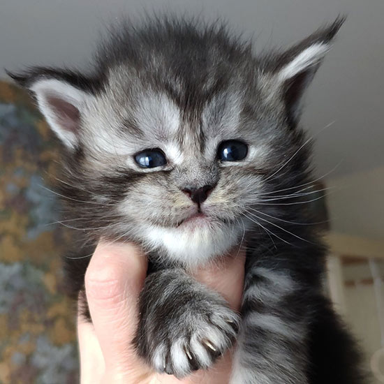 Maine Coon kitten Hester StarPaws, color fs 22, litter H, 30.03.2020