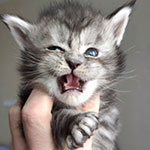Maine Coon kitten Hester StarPaws, color fs 22, litter H, 30.03.2020