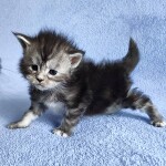 Maine Coon kitten Hester StarPaws, color fs 22, litter H, 30.03.2020