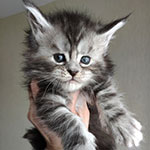 Maine Coon kitten Hester StarPaws, color fs 22, litter H, 30.03.2020