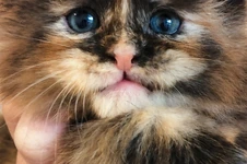 Maine Coon kitten Honora StarPaws, color fs, litter H, 30.03.2020
