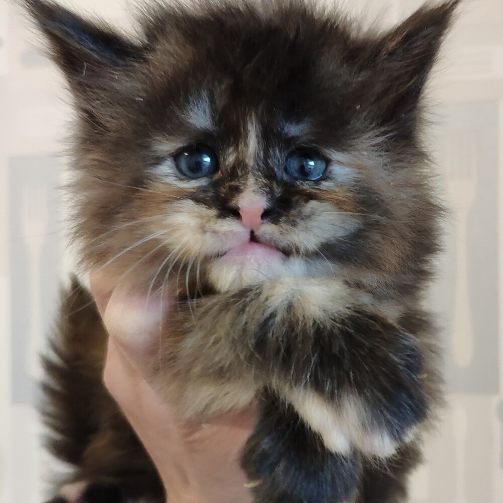 Maine Coon kitten Honora StarPaws, color fs, litter H, 30.03.2020