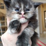 Maine Coon kitten Honora StarPaws, color fs, litter H, 30.03.2020