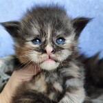 Maine Coon kitten Honora StarPaws, color fs, litter H, 30.03.2020