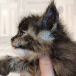 Maine Coon kitten Honora StarPaws, color fs, litter H, 30.03.2020