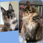 Maine Coon kitten Honora StarPaws, color fs, litter H, 30.03.2020