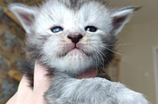 Maine Coon kitten Hwolf StarPaws, color ns, litter H, 30.03.2020