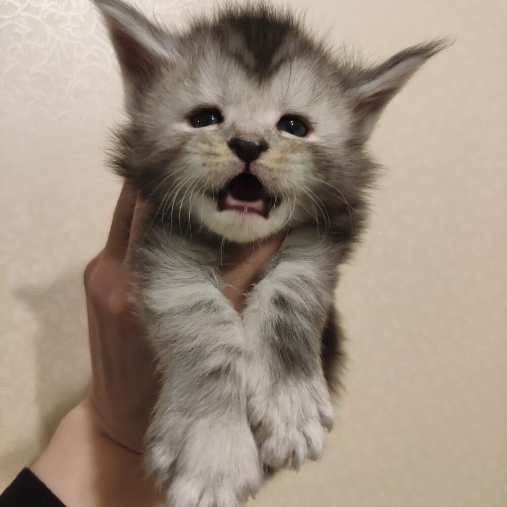 Maine Coon kitten Hwolf StarPaws, color ns, litter H, 30.03.2020