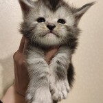 Maine Coon kitten Hwolf StarPaws, color ns, litter H, 30.03.2020