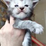 Maine Coon kitten Hwolf StarPaws, color ns, litter H, 30.03.2020