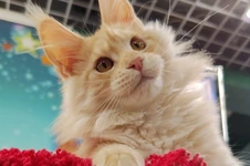 Maine Coon kitten Hany StarPaws, color ds 22, litter H1, 04.10.2023