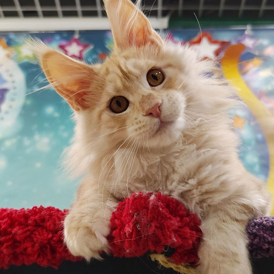 Maine Coon kitten Hany StarPaws, color ds 22, litter H1, 04.10.2023