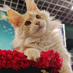 Maine Coon kitten Hany StarPaws, color ds 22, litter H1, 04.10.2023