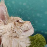 Maine Coon kitten Hany StarPaws, color ds 22, litter H1, 04.10.2023