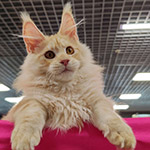 Maine Coon kitten Hany StarPaws, color ds 22, litter H1, 04.10.2023