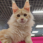 Maine Coon kitten Hany StarPaws, color ds 22, litter H1, 04.10.2023