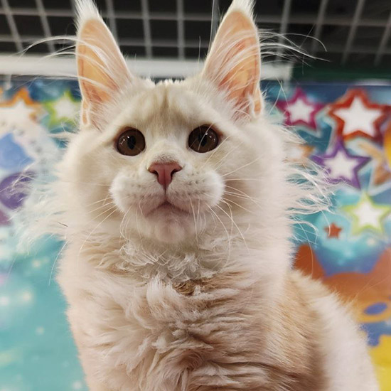 Maine Coon kitten Happy StarPaws, color es 22, litter H1, 04.10.2023