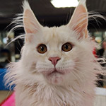 Maine Coon kitten Happy StarPaws, color es 22, litter H1, 04.10.2023
